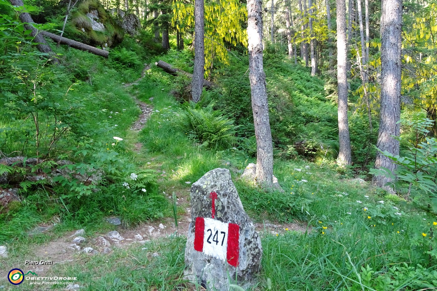 18 Dopo breve tratto sul sent. estivo per il Calvi 247, imbocco a dx il sent. per Baite delle Foppe .JPG